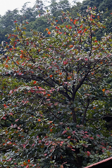 Kandy-Temple de la dent-100